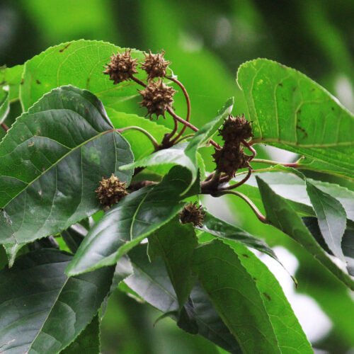 Altingia excelsa (1)