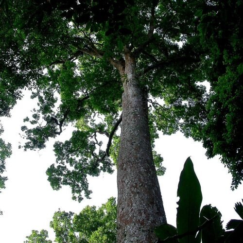 Altingia excelsa (3)