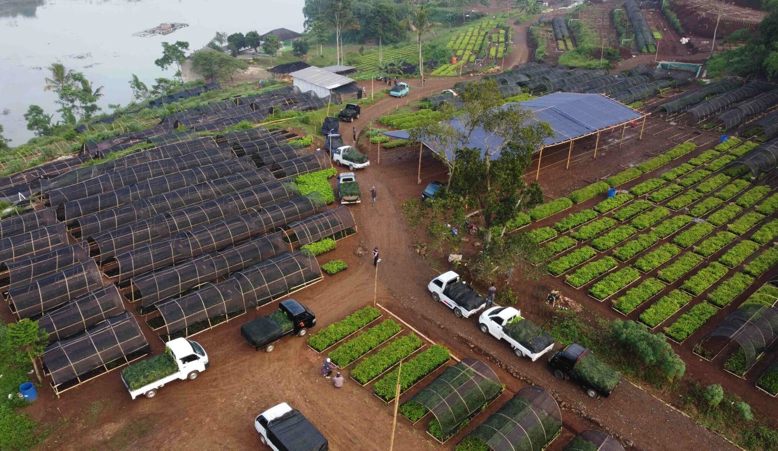 The latest batch of seedlings sets off from Trees4Trees’ new nursery in Ciminyak