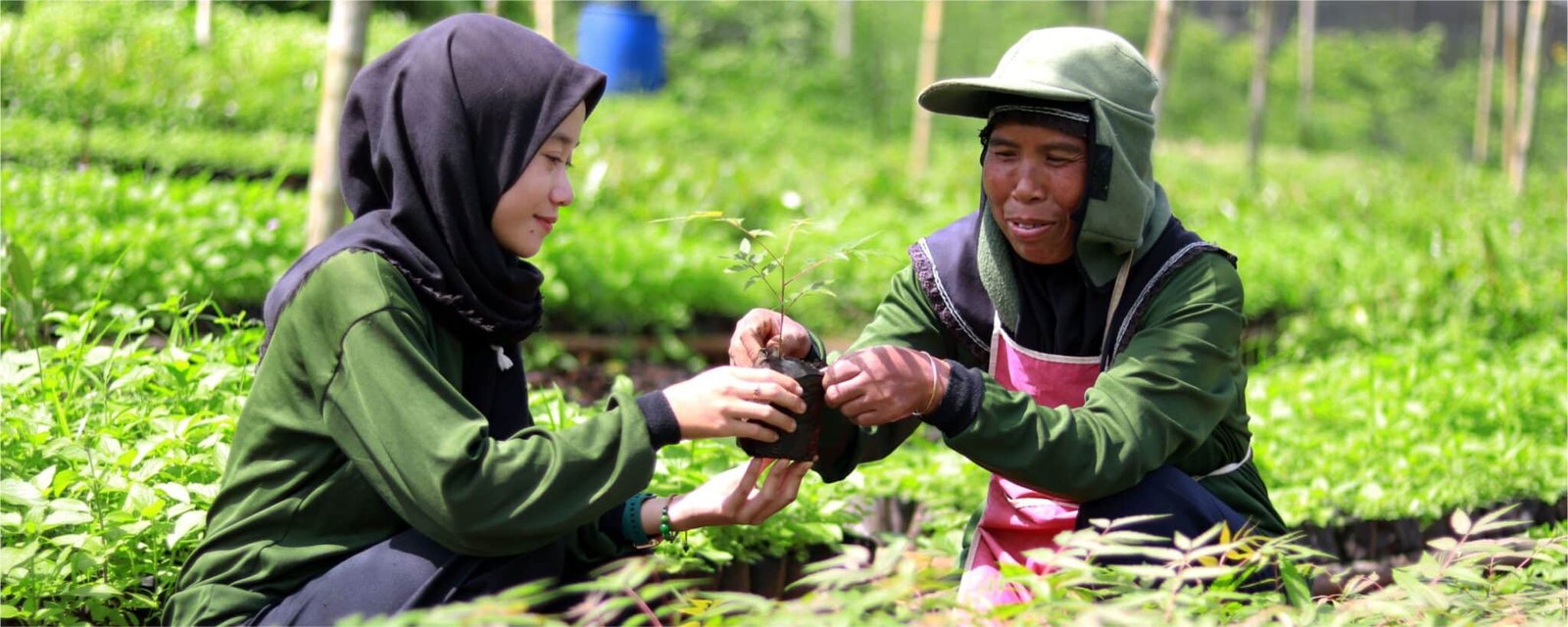 Give Trees as a Gift