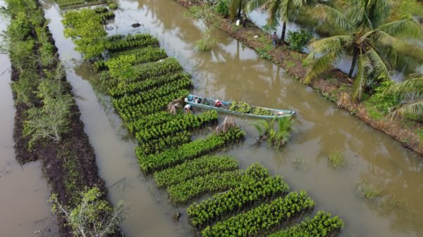 Restoring Mangroves in Cilacap, Central Java