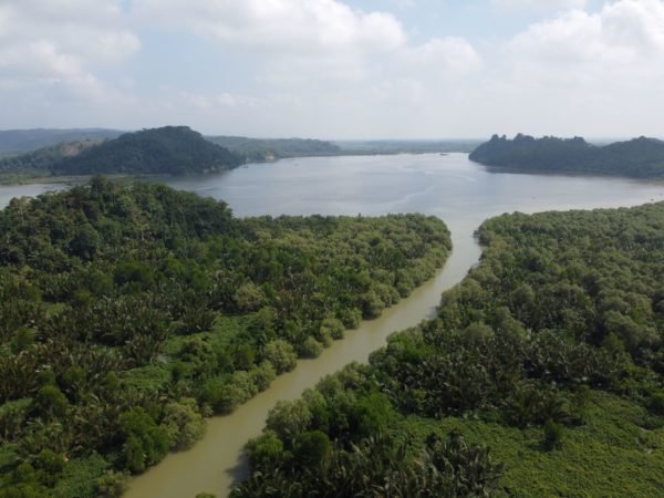 Planting mangrove in Ujung Alang Cilacap