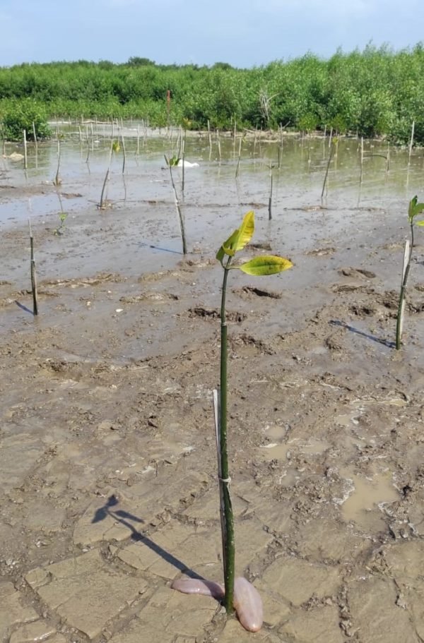 A sea cucumber and mangrove seedling in Dukuhseti coastal area, Pati.
