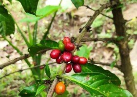 Ripe coffee cherries add color to the fields in Kalirejo
