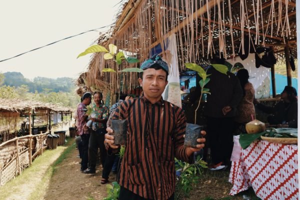 Two of the 1,000 seedlings distributed to Kalirejo by Trees4Trees and Trees Ltd