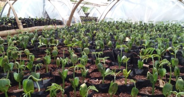 Nursery Highlights: Growing Multi-purpose Trees Species