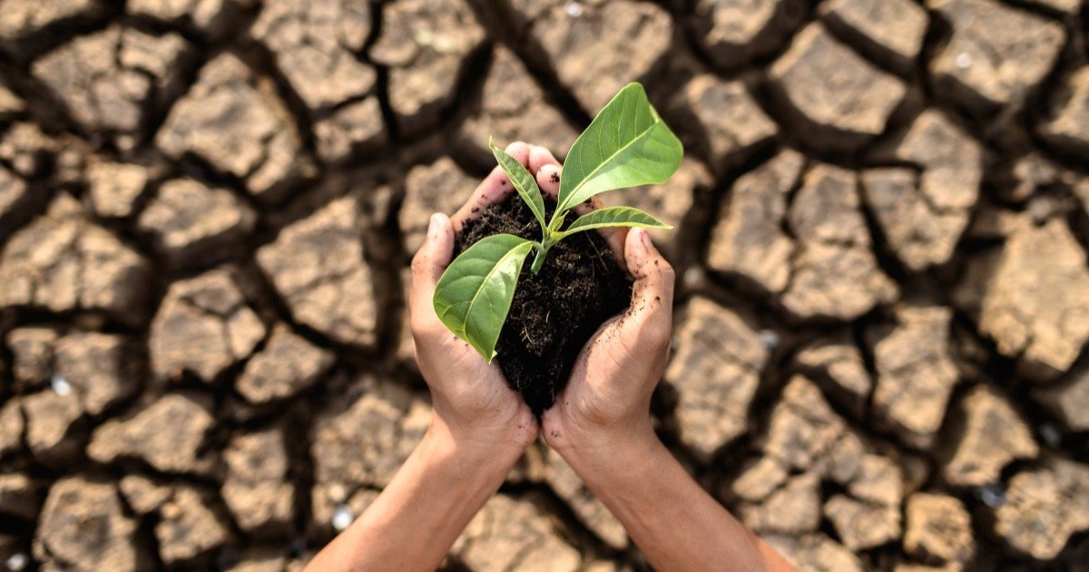 drought during el nino_trees4trees