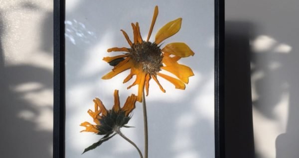 flower is one of gift idea for christmas