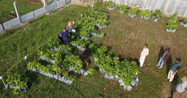 Taking the Next Step: Trees4Trees’ Planting Season 2023-2024