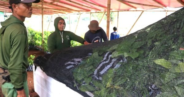 Nursery Highlight: Tree-seedlings Distribution in West Java