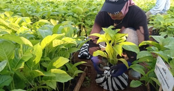 Nursery Highlight: Tree-seedlings Distribution in West Java
