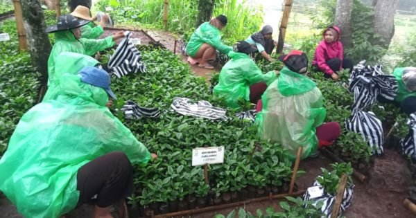 Nursery Highlight: Tree-seedlings Distribution in West Java
