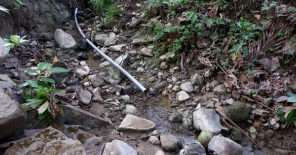 Taking the Next Step: Trees4Trees’ Planting Season 2023-2024