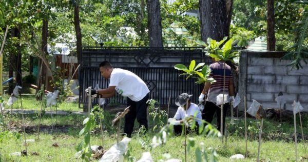 Tree planting in Bojonegoro