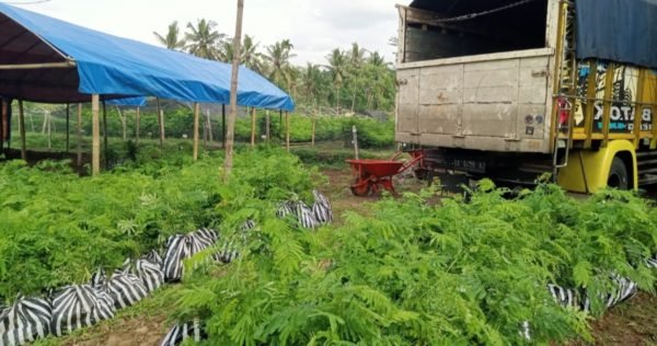 Distributing process