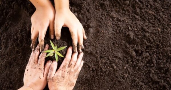 tips; planting a tree