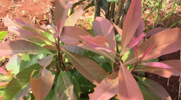 10 Iconic Flora & Fauna