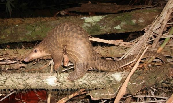 Sunda pangolin (Trenggiling) 
