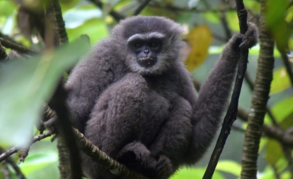 10 Iconic Flora & Fauna in Citarum river