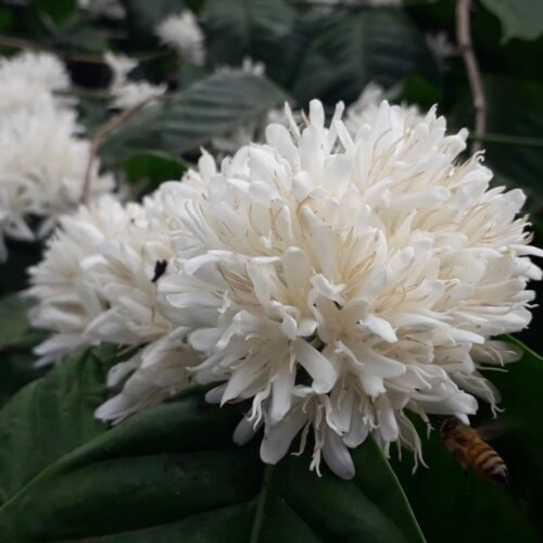 Robusta Coffee Tree (1)