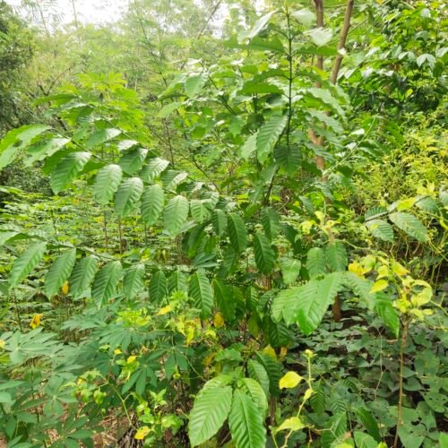 module:29facing:0; ?hw-remosaic: 1; ?touch: (0.48055556, 0.48055556); ?modeInfo: ; ?sceneMode: Auto; ?cct_value: 6000; ?AI_Scene: (-1, -1); ?aec_lux: 242.65334; ?hist255: 0.0; ?hist252~255: 0.0; ?hist0~15: 0.0; ?module:29facing:0;
hw-remosaic: 1;
touch: (0.48055556, 0.48055556);
modeInfo: ;
sceneMode: Auto;
cct_value: 6000;
AI_Scene: (-1, -1);
aec_lux: 242.65334;
hist255: 0.0;
hist252~255: 0.0;
hist0~15: 0.0;