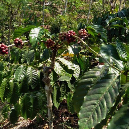 Robusta Coffee Tree (2)