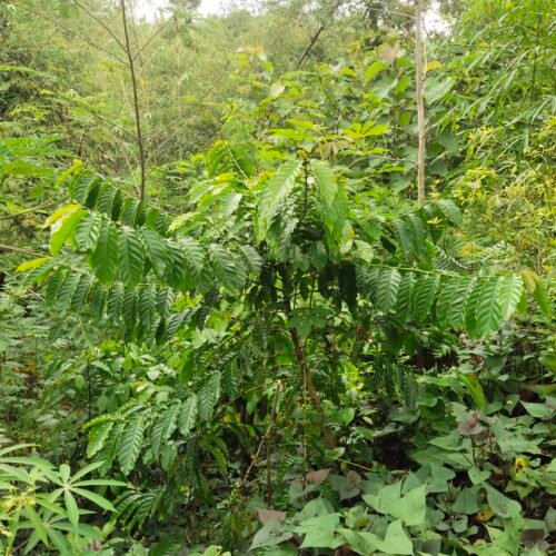 module:29facing:0; ?hw-remosaic: 1; ?touch: (0.49722221, 0.49722221); ?modeInfo: ; ?sceneMode: Auto; ?cct_value: 6000; ?AI_Scene: (-1, -1); ?aec_lux: 221.54764; ?hist255: 0.0; ?hist252~255: 0.0; ?hist0~15: 0.0; ?module:29facing:0;
hw-remosaic: 1;
touch: (0.49722221, 0.49722221);
modeInfo: ;
sceneMode: Auto;
cct_value: 6000;
AI_Scene: (-1, -1);
aec_lux: 221.54764;
hist255: 0.0;
hist252~255: 0.0;
hist0~15: 0.0;