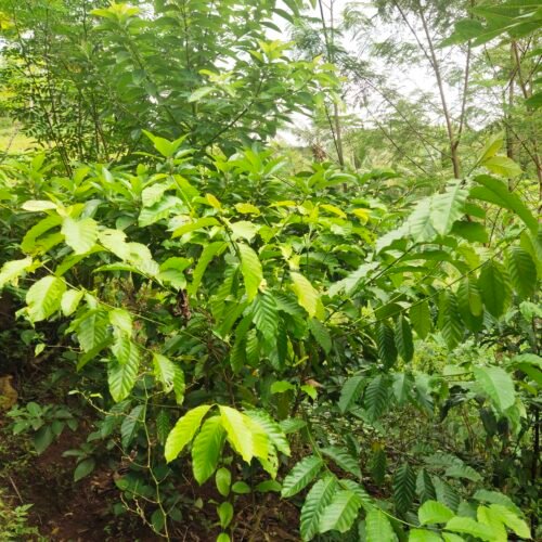 module:29facing:0; ?hw-remosaic: 1; ?touch: (0.53518516, 0.53518516); ?modeInfo: ; ?sceneMode: Auto; ?cct_value: 6100; ?AI_Scene: (-1, -1); ?aec_lux: 253.85263; ?hist255: 0.0; ?hist252~255: 0.0; ?hist0~15: 0.0; ?module:29facing:0;
hw-remosaic: 1;
touch: (0.53518516, 0.53518516);
modeInfo: ;
sceneMode: Auto;
cct_value: 6100;
AI_Scene: (-1, -1);
aec_lux: 253.85263;
hist255: 0.0;
hist252~255: 0.0;
hist0~15: 0.0;