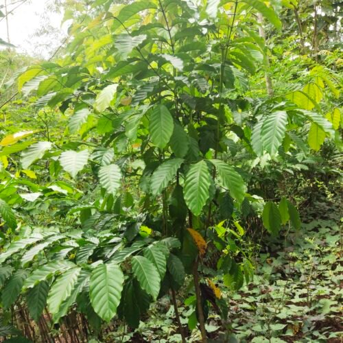 module:29facing:0; ?hw-remosaic: 1; ?touch: (0.5462963, 0.5462963); ?modeInfo: ; ?sceneMode: Auto; ?cct_value: 6100; ?AI_Scene: (-1, -1); ?aec_lux: 278.8856; ?hist255: 0.0; ?hist252~255: 0.0; ?hist0~15: 0.0; ?module:29facing:0;
hw-remosaic: 1;
touch: (0.5462963, 0.5462963);
modeInfo: ;
sceneMode: Auto;
cct_value: 6100;
AI_Scene: (-1, -1);
aec_lux: 278.8856;
hist255: 0.0;
hist252~255: 0.0;
hist0~15: 0.0;