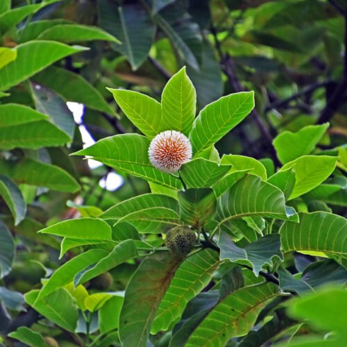 Burflower Tree (Jabon)