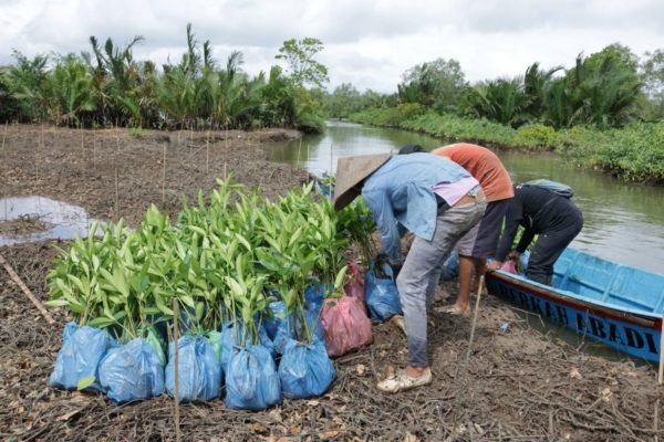 Planting mangrove
