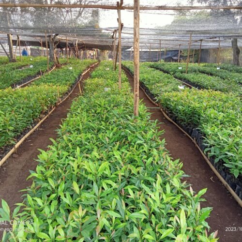 Clove (Cengkeh) Slide 6_