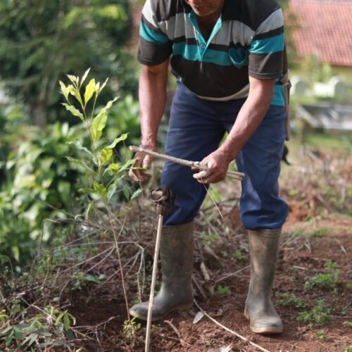 Clove (Cengkeh) Slide 9_