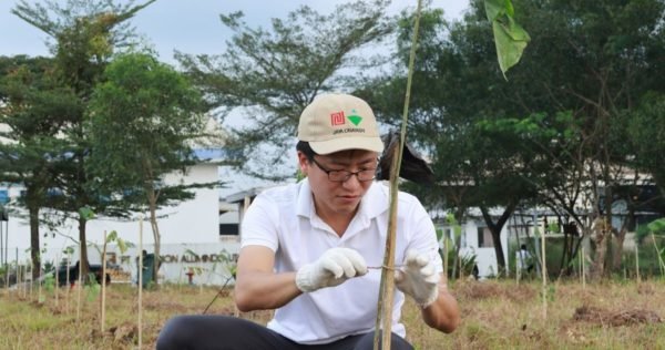 Jaya Obayashi staff plant trees