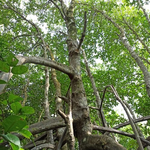 Rhizopora Apiculata (3)