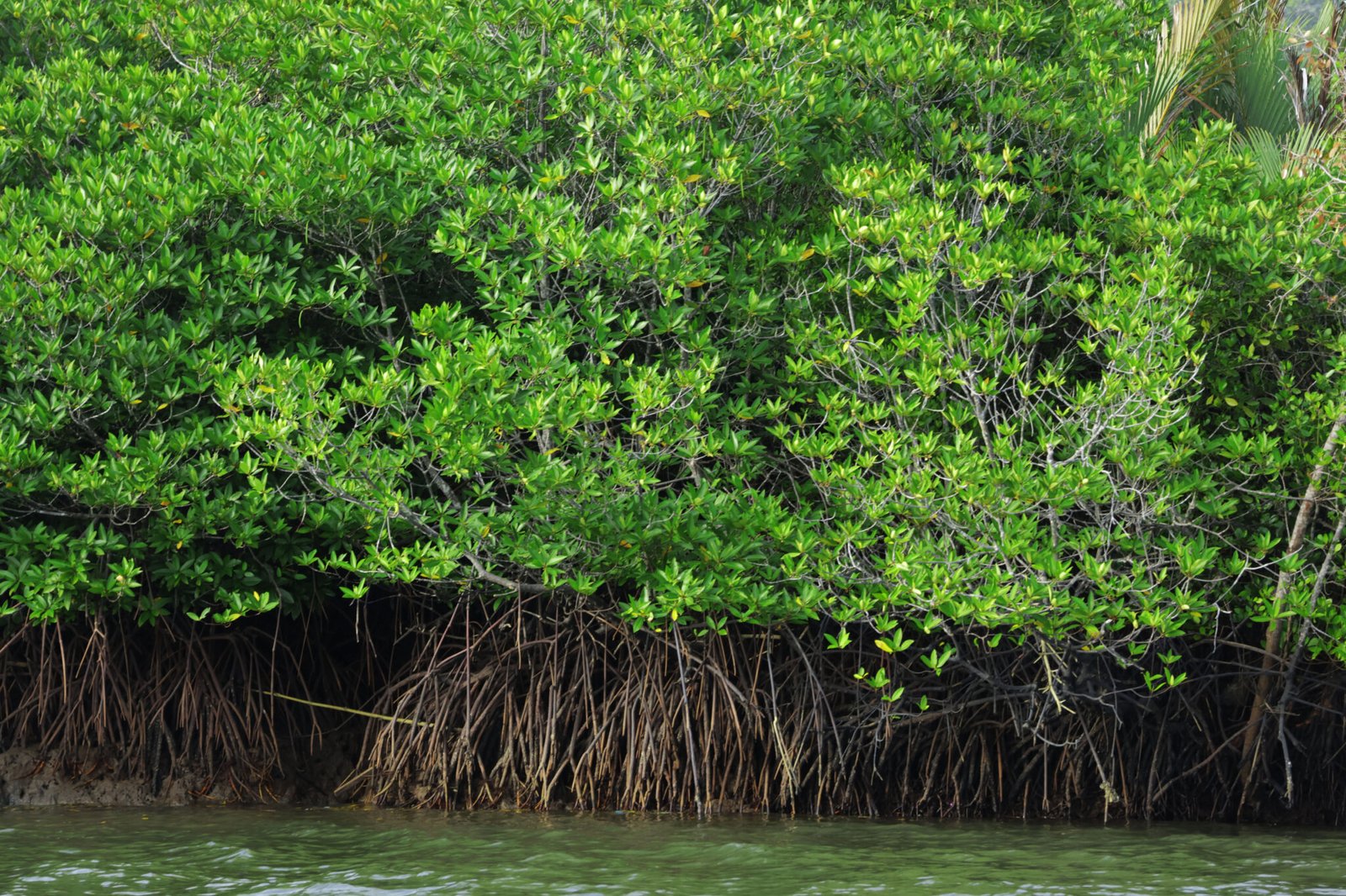 Tall-stilt Mangrove