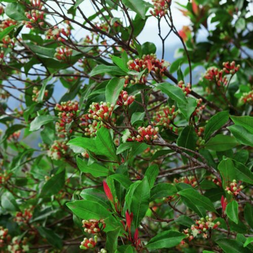 flowering-clove-tree