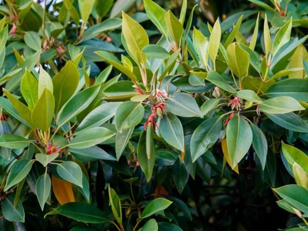 Bruguiera gymnorrhiza