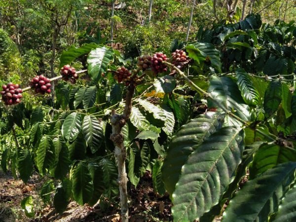 Robusta Coffee Tree (2)
