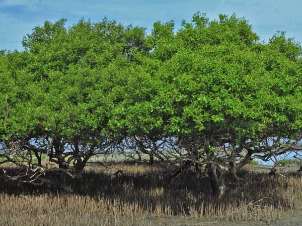 avicennia marina