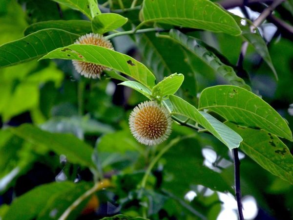 burflower-tree (Jabon)
