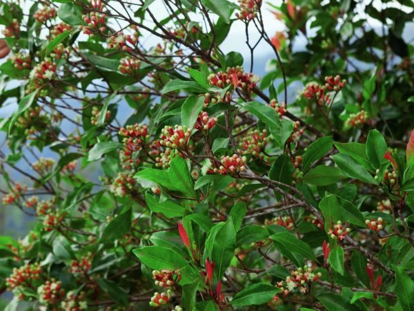 flowering-clove-tree