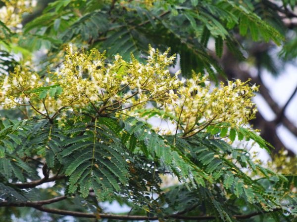 moluccan albizia (Sengon)
